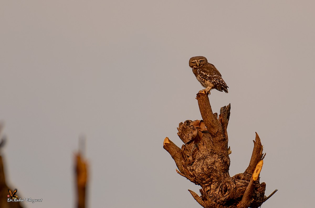 Forest Owlet - ML541042571