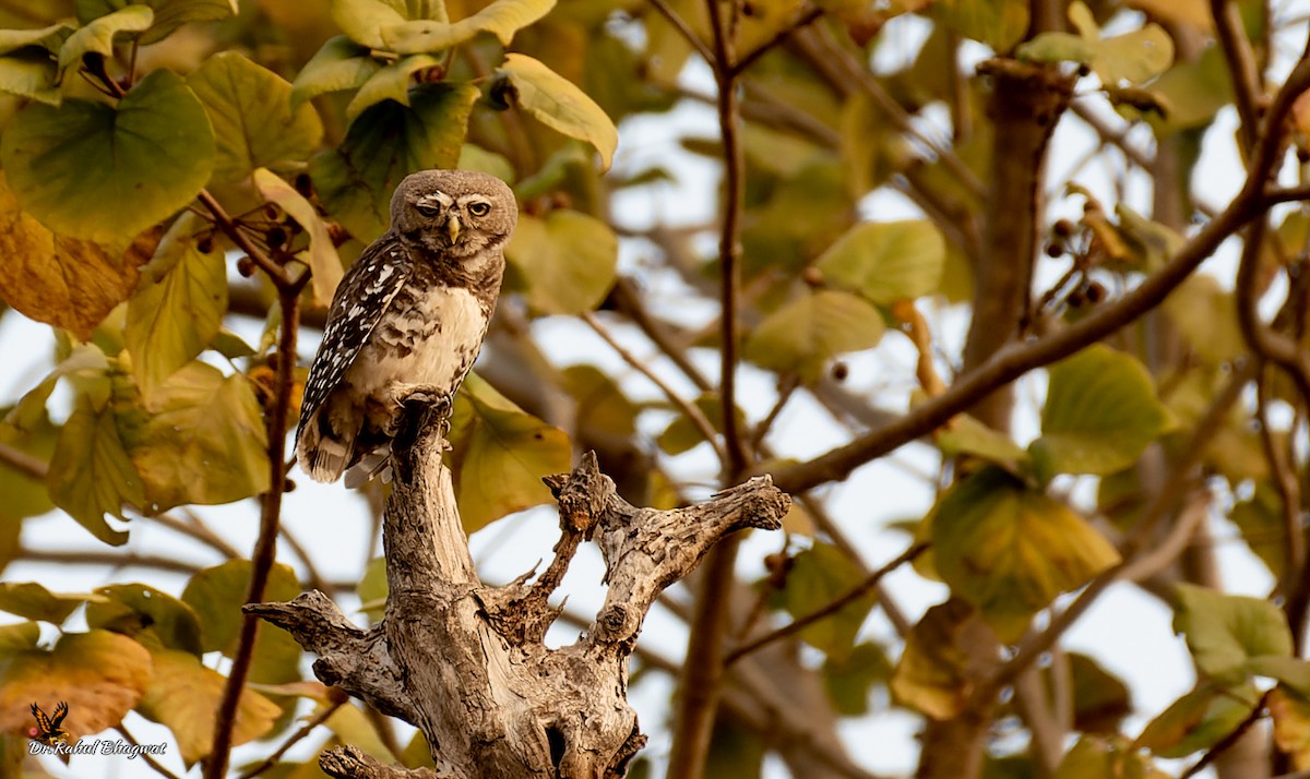 Forest Owlet - ML541042591