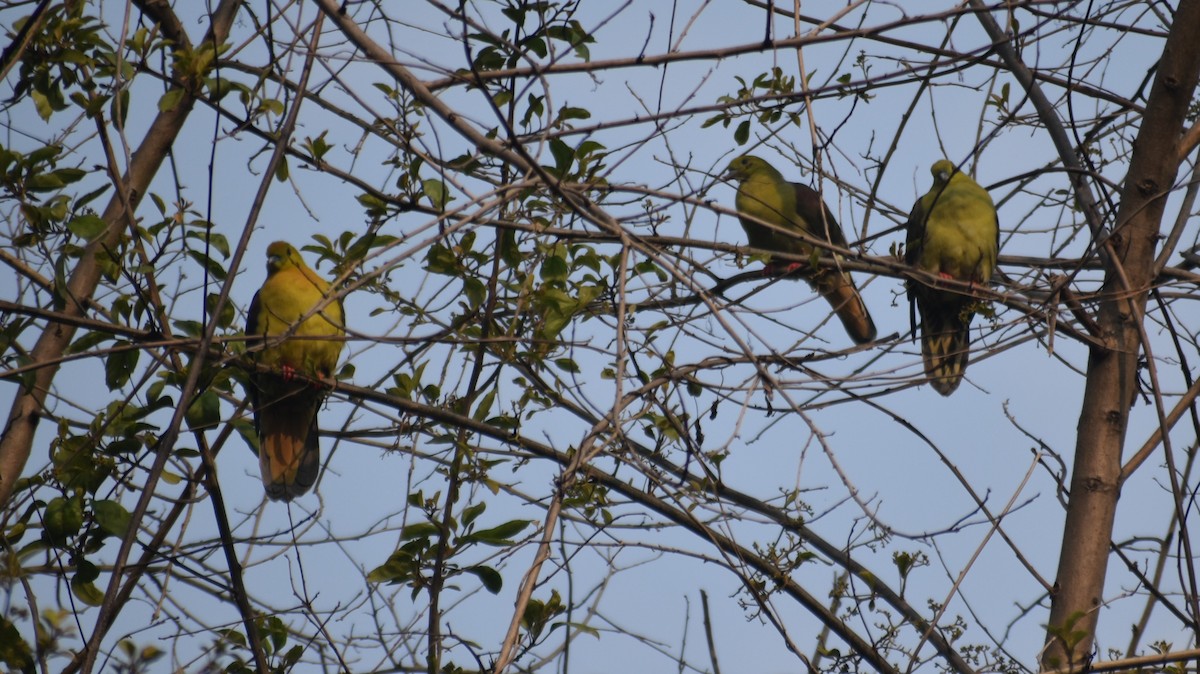 Wedge-tailed Green-Pigeon - ML541043391