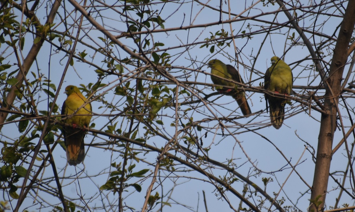 Wedge-tailed Green-Pigeon - Maxim Rodrigues K