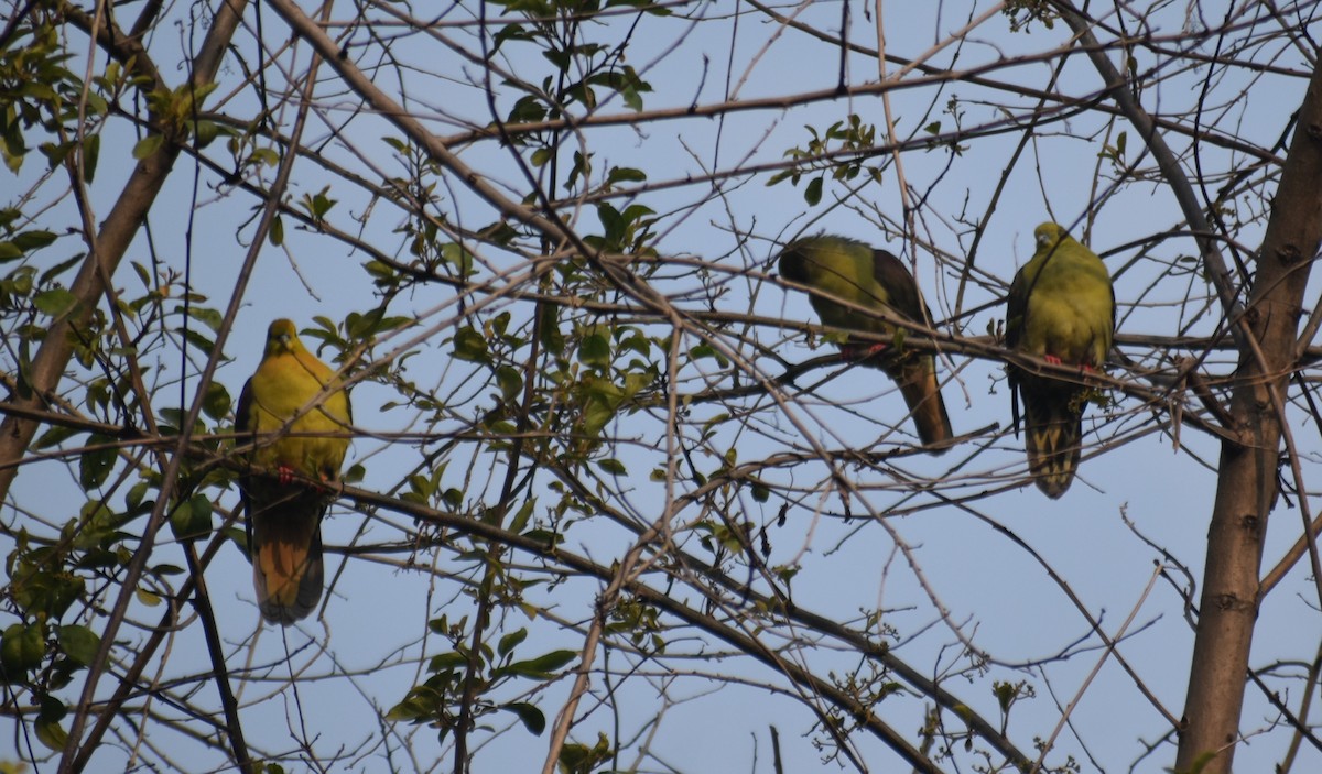 Wedge-tailed Green-Pigeon - Maxim Rodrigues K