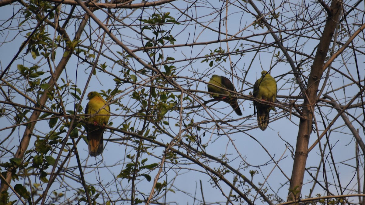 Wedge-tailed Green-Pigeon - ML541043431