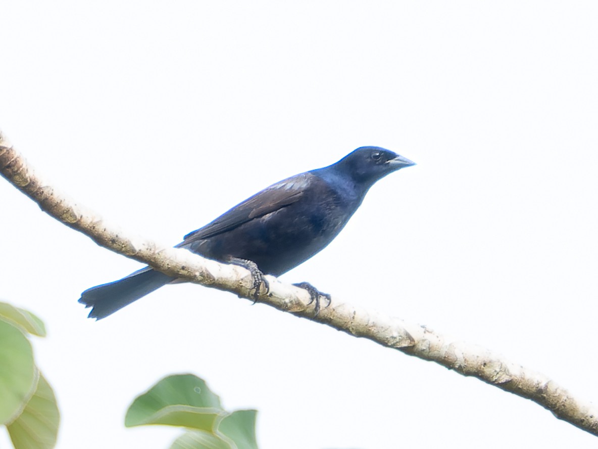 Shiny Cowbird - LARRY MOSS