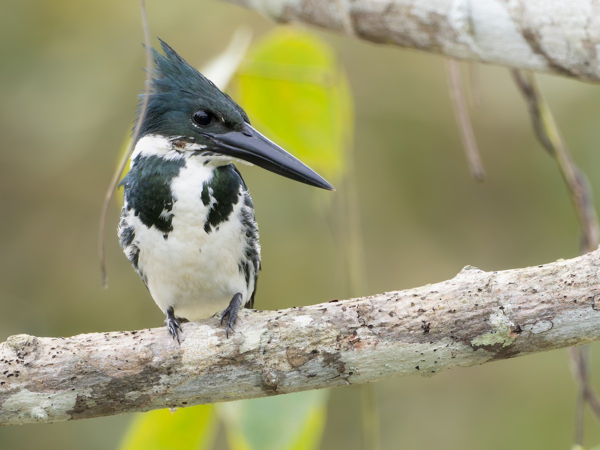 Amazon Kingfisher - LARRY MOSS