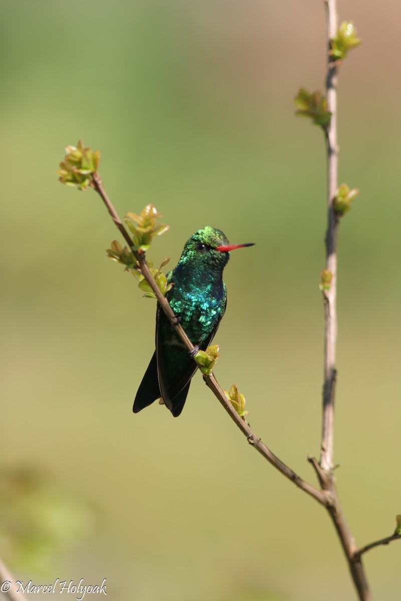 Glittering-bellied Emerald - Marcel Holyoak