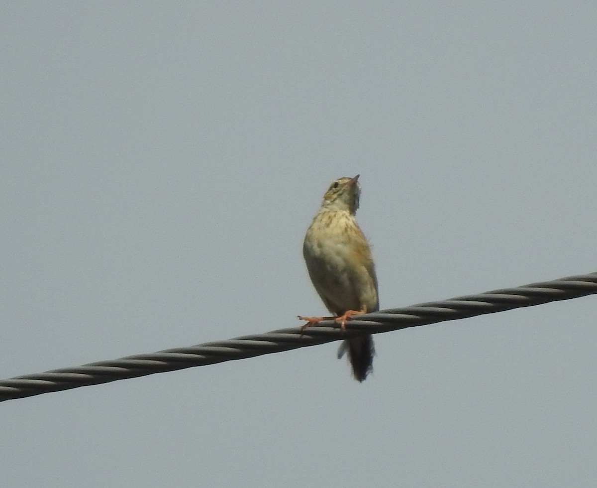 Bisbita Neozelandés (grupo australis) - ML541047571