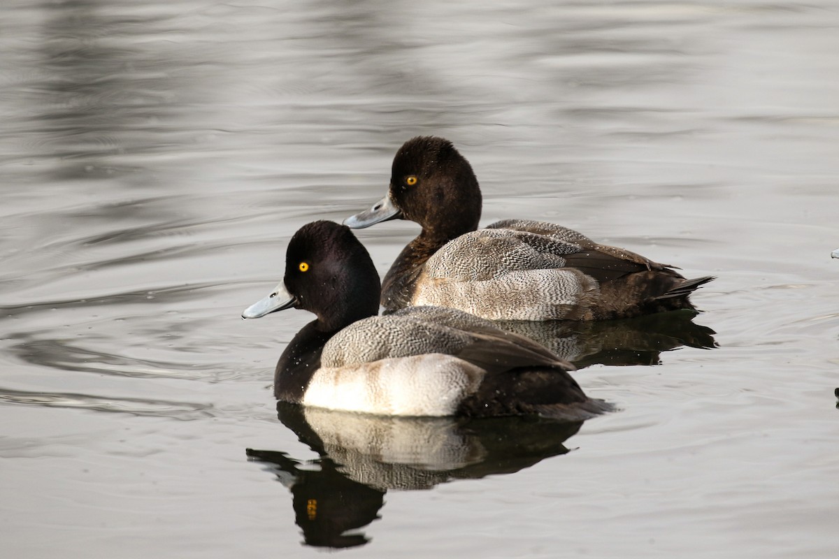 Lesser Scaup - ML541048091