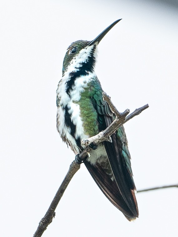 kolibřík tropický - ML541048371