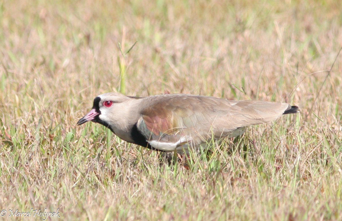 Southern Lapwing - Marcel Holyoak