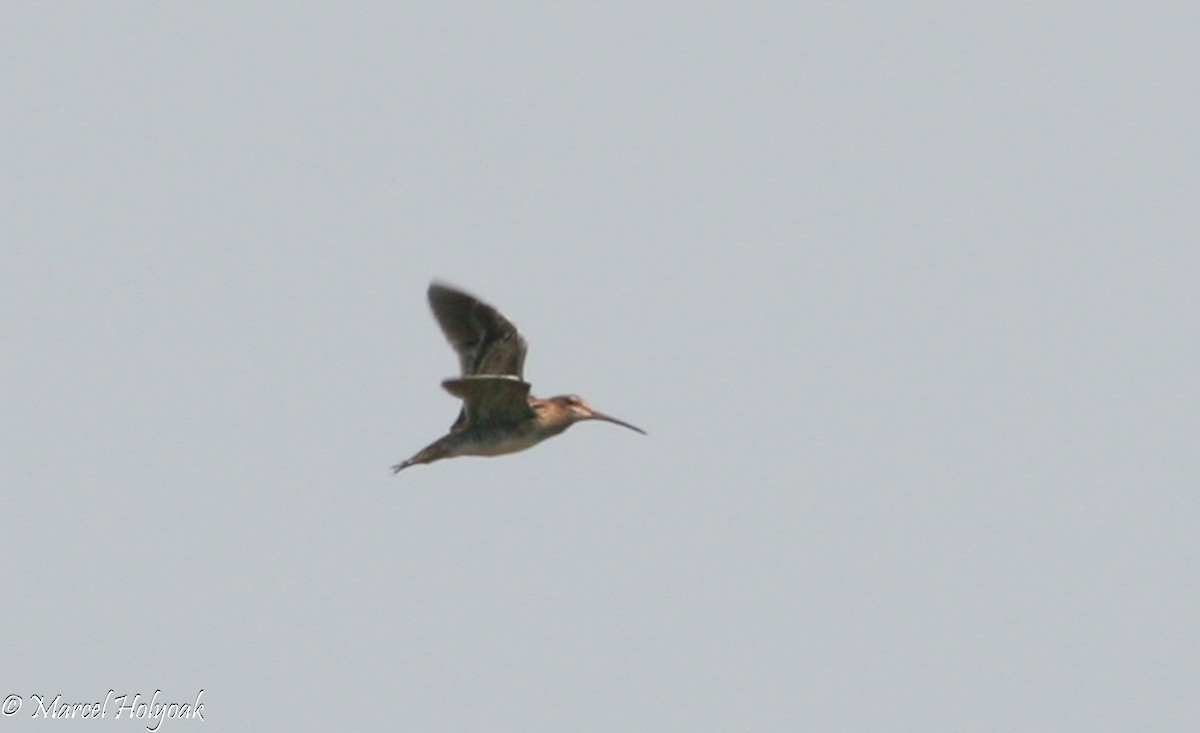 Pantanal Snipe - ML541049551