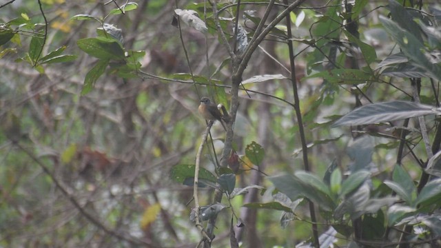 Pale-chinned Flycatcher - ML541049571