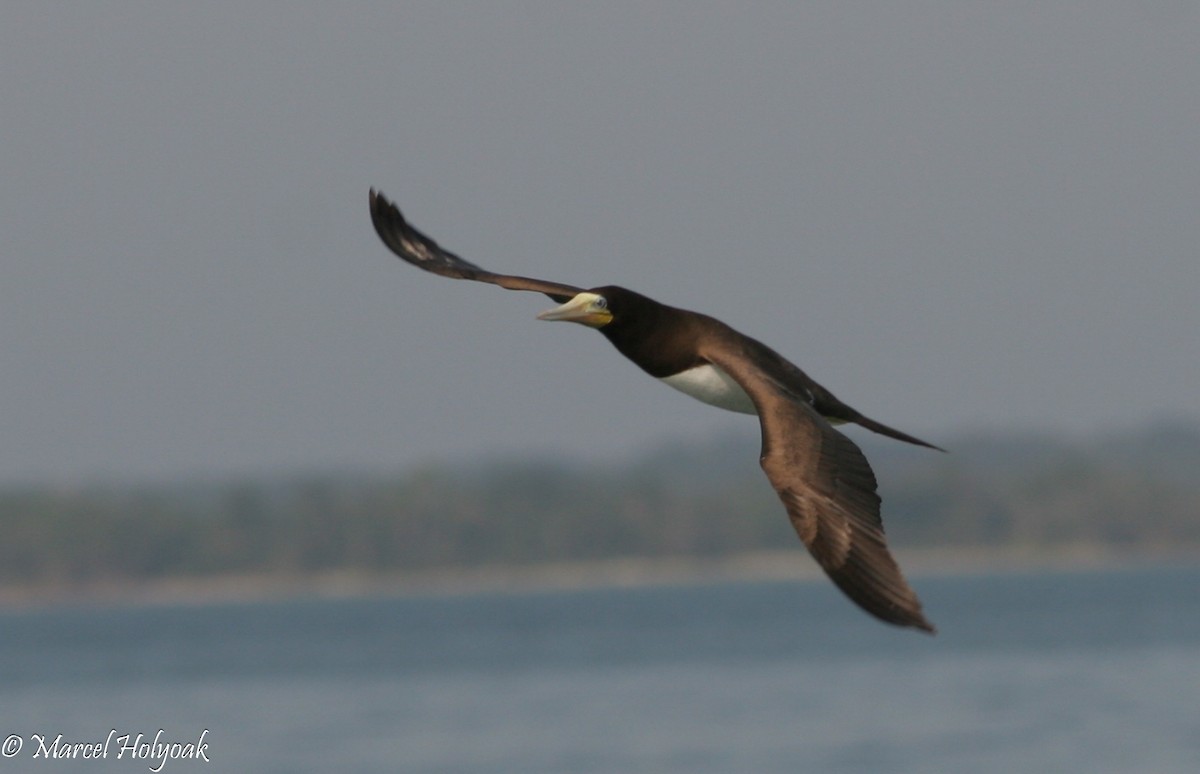 Brown Booby - ML541049631