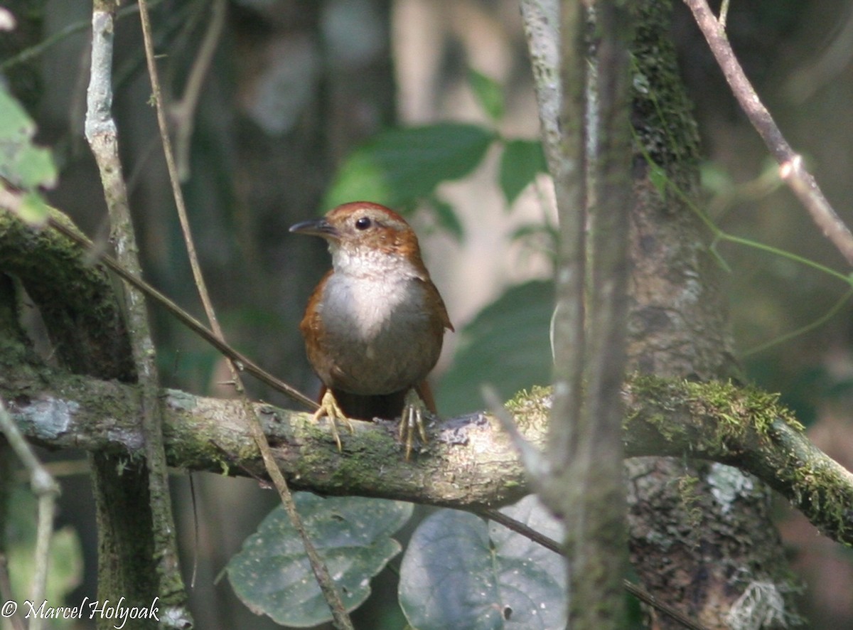 Canebrake Groundcreeper - ML541051351