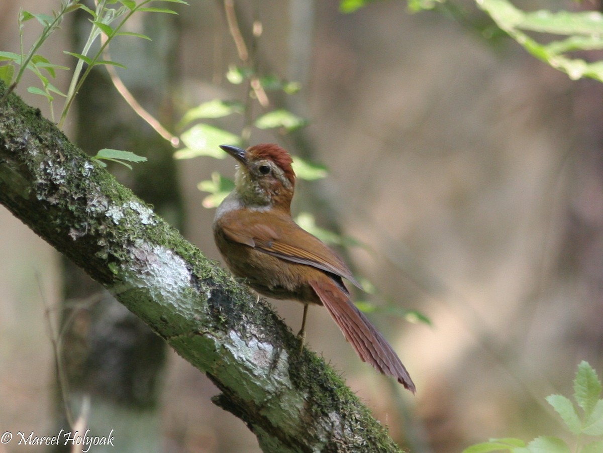 Canebrake Groundcreeper - ML541051361