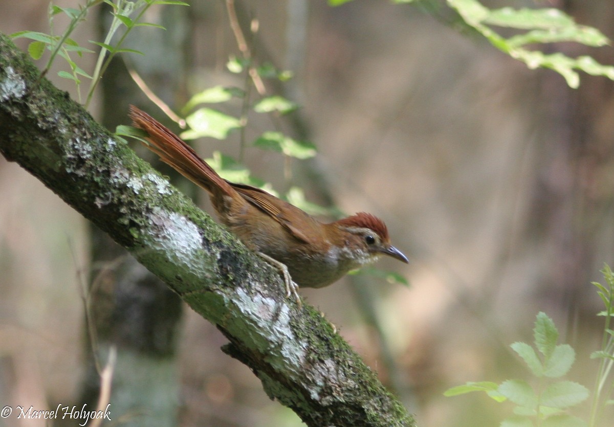 Canebrake Groundcreeper - ML541051371