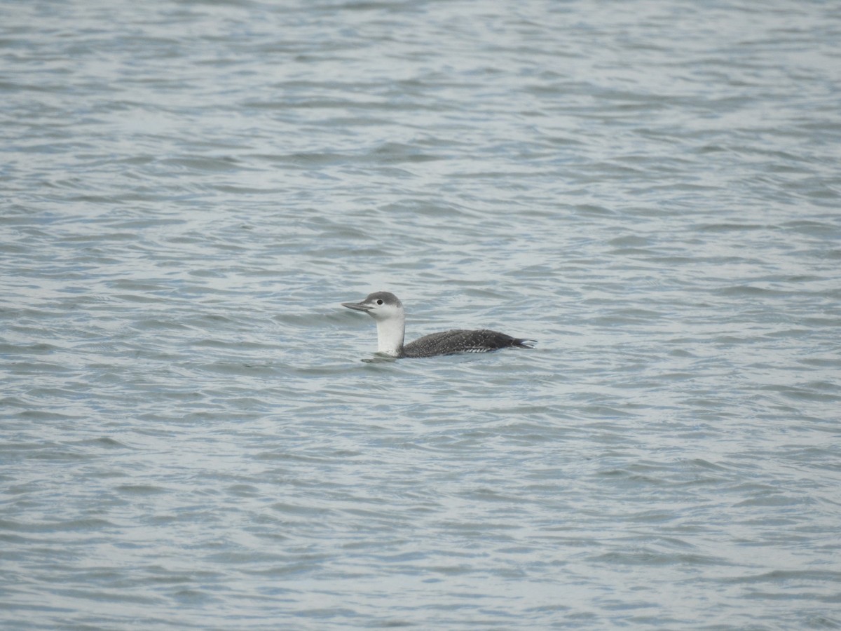 Red-throated Loon - Vincent Glasser