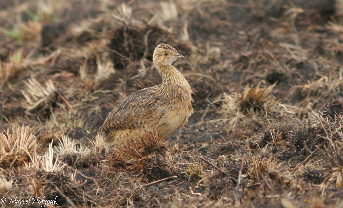 Tinamou tacheté - ML541051921