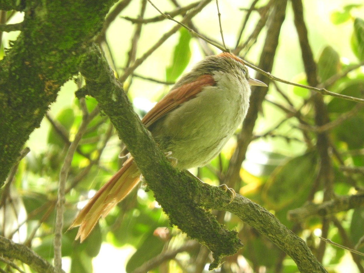 Line-cheeked Spinetail - ML541052441