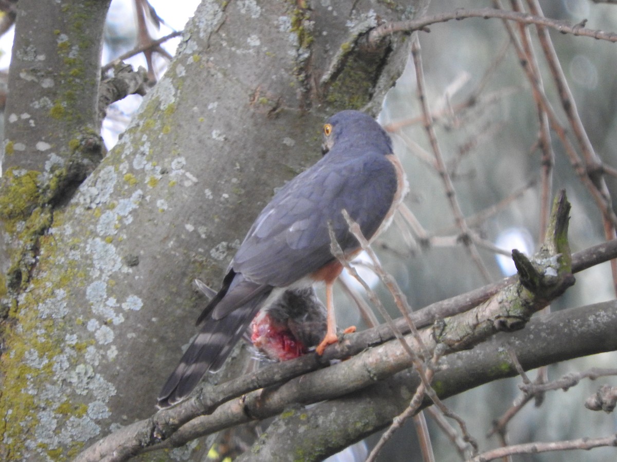 Sharp-shinned Hawk - Agustin Carrasco