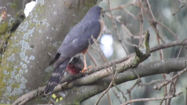 Sharp-shinned Hawk - ML541053051