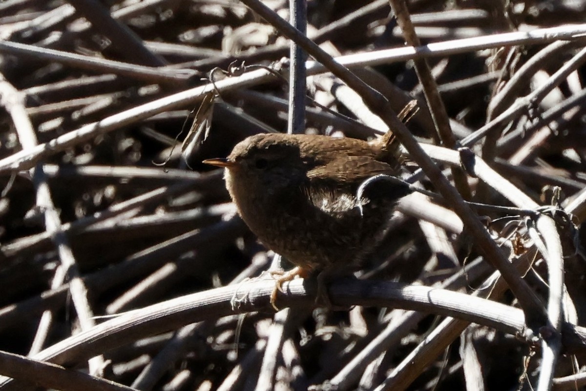 Winter Wren - ML541053161