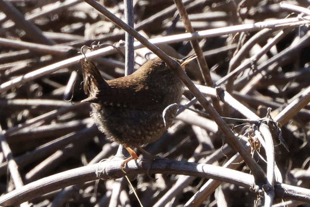 Winter Wren - ML541053211