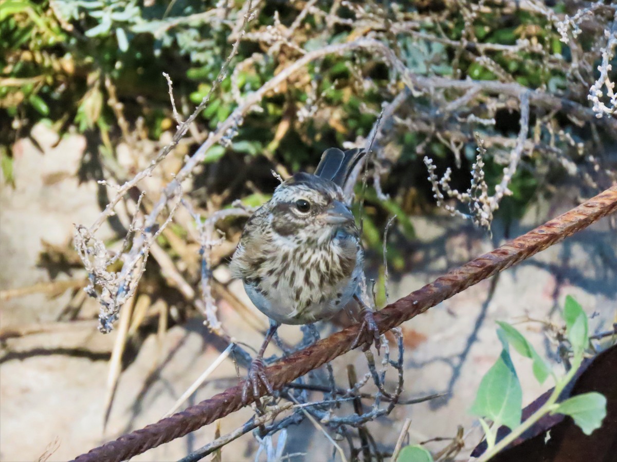 Rufous-collared Sparrow - ML541054291