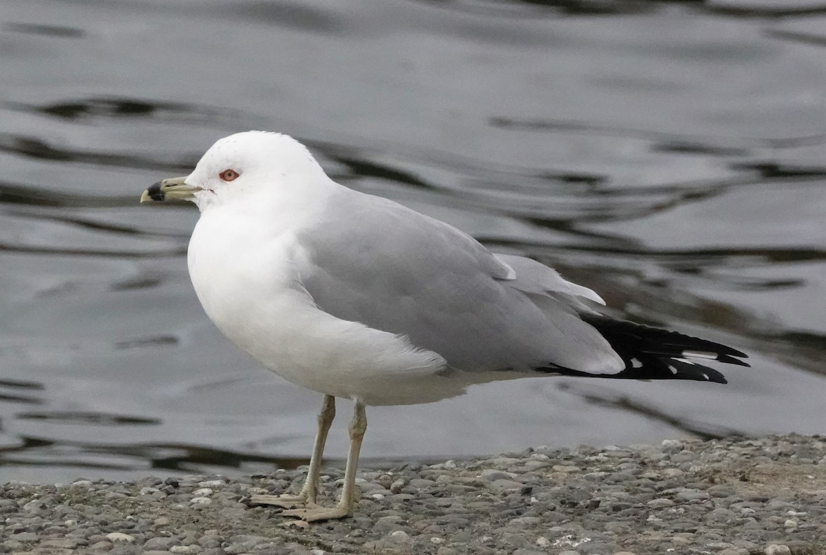 Ring-billed Gull - ML541054341