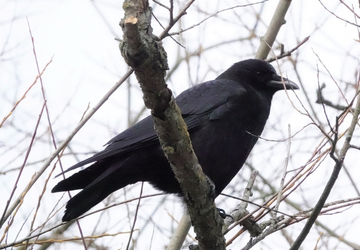 American Crow - ML541054411