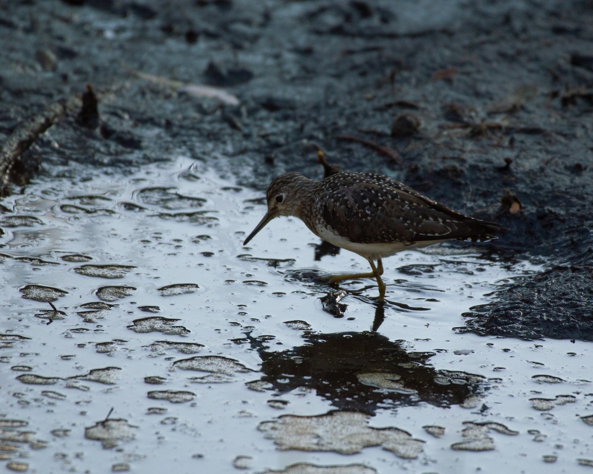 Solitary Sandpiper - ML541054521