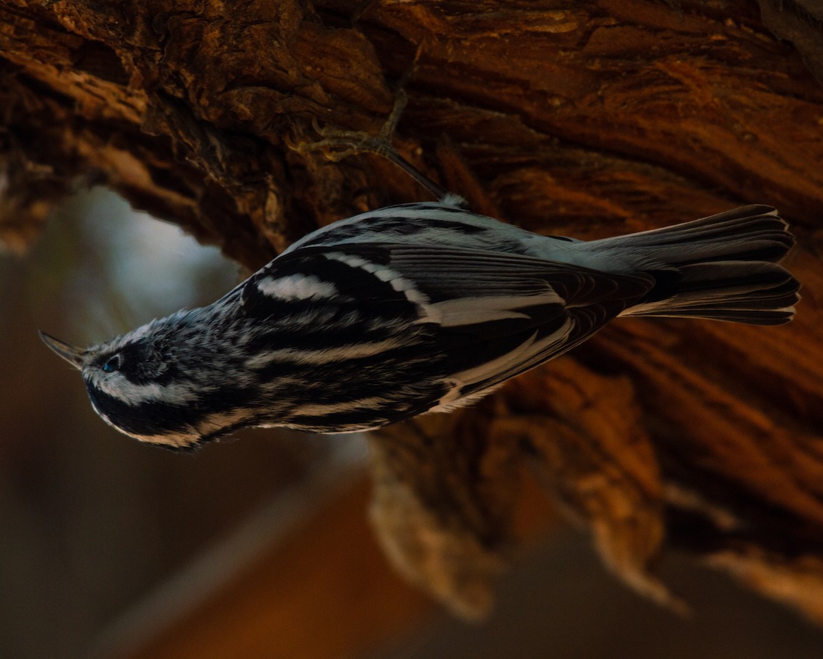 Black-and-white Warbler - ML541054761