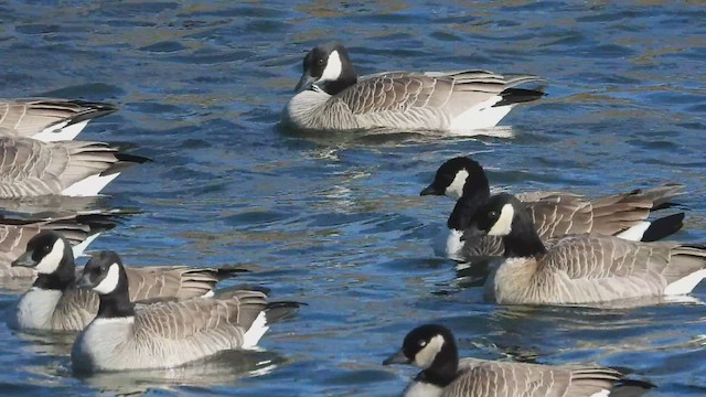 Cackling Goose - ML541054811