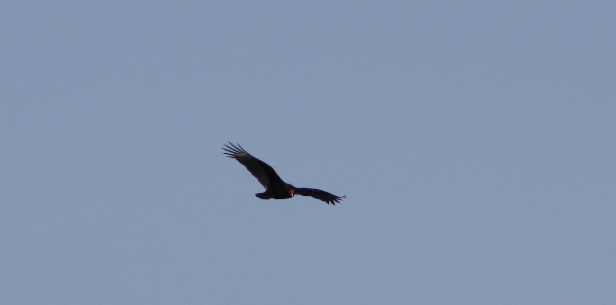 Turkey Vulture - ML541056061