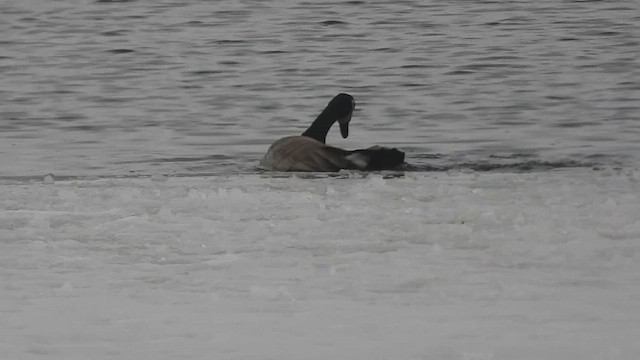 Canada Goose - ML541056161