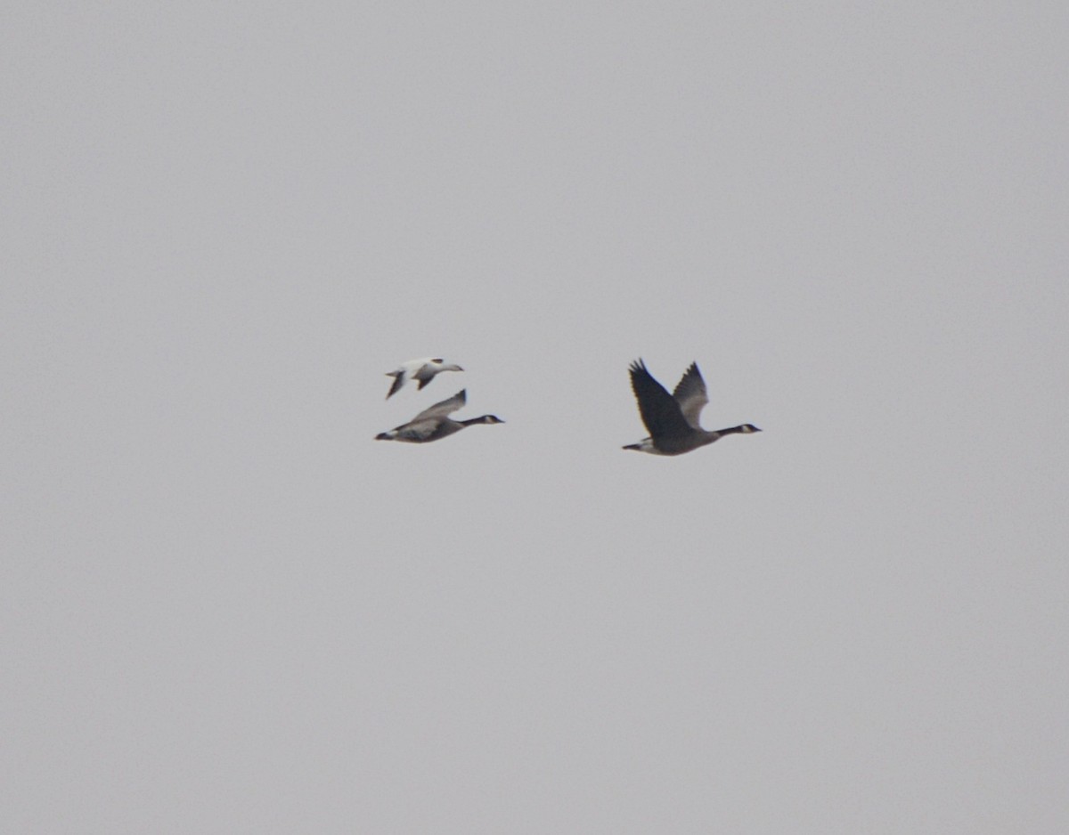 Ross's Goose - ML541056601