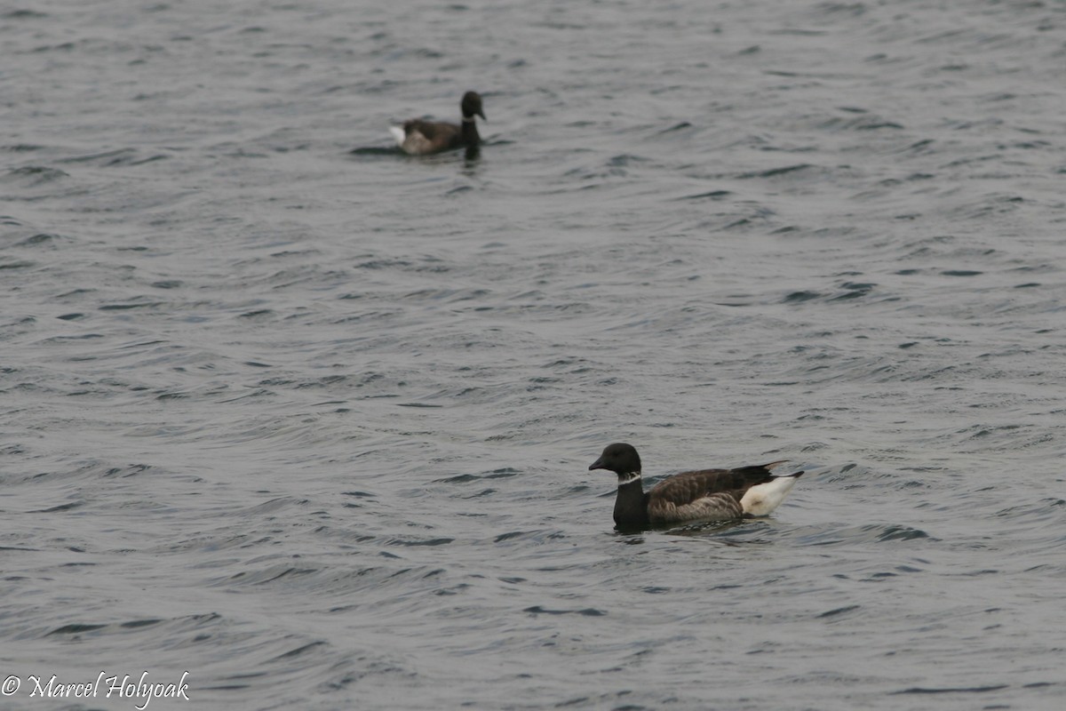 Brant - ML541056611