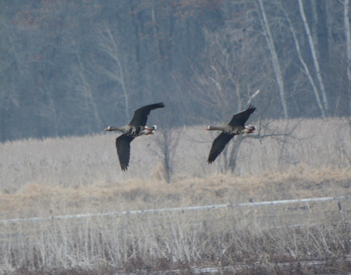 Greater White-fronted Goose - ML541056631