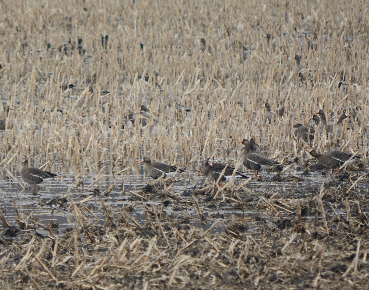 Greater White-fronted Goose - ML541056641