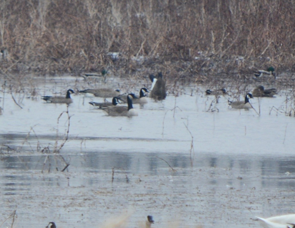 Cackling Goose - ML541056671