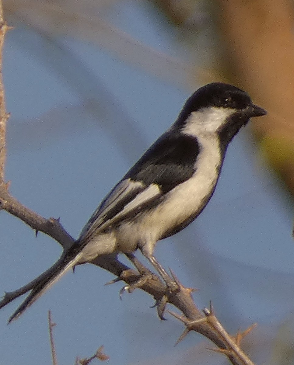 White-naped Tit - ML541057561