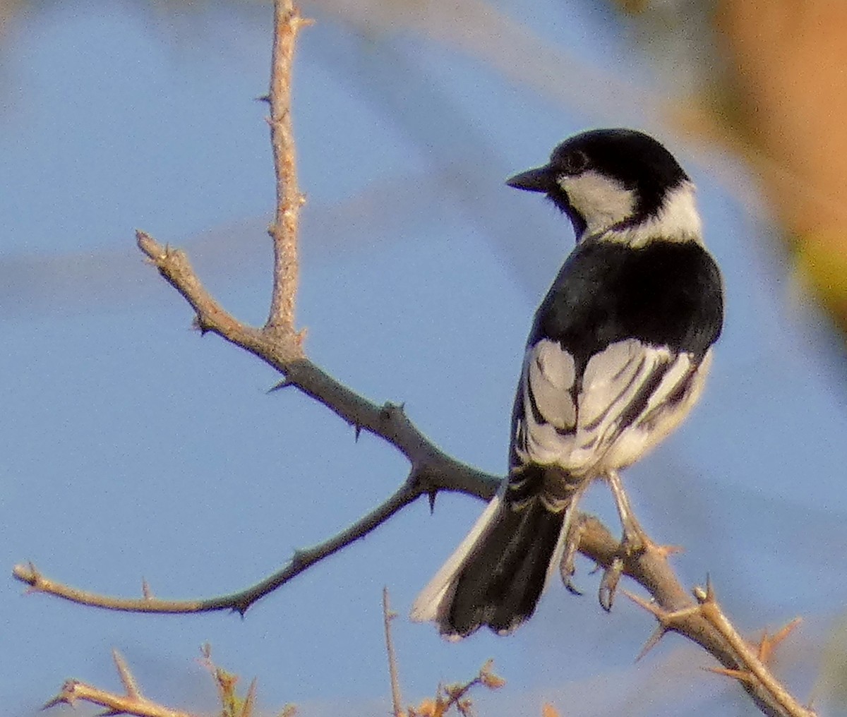 White-naped Tit - ML541057581