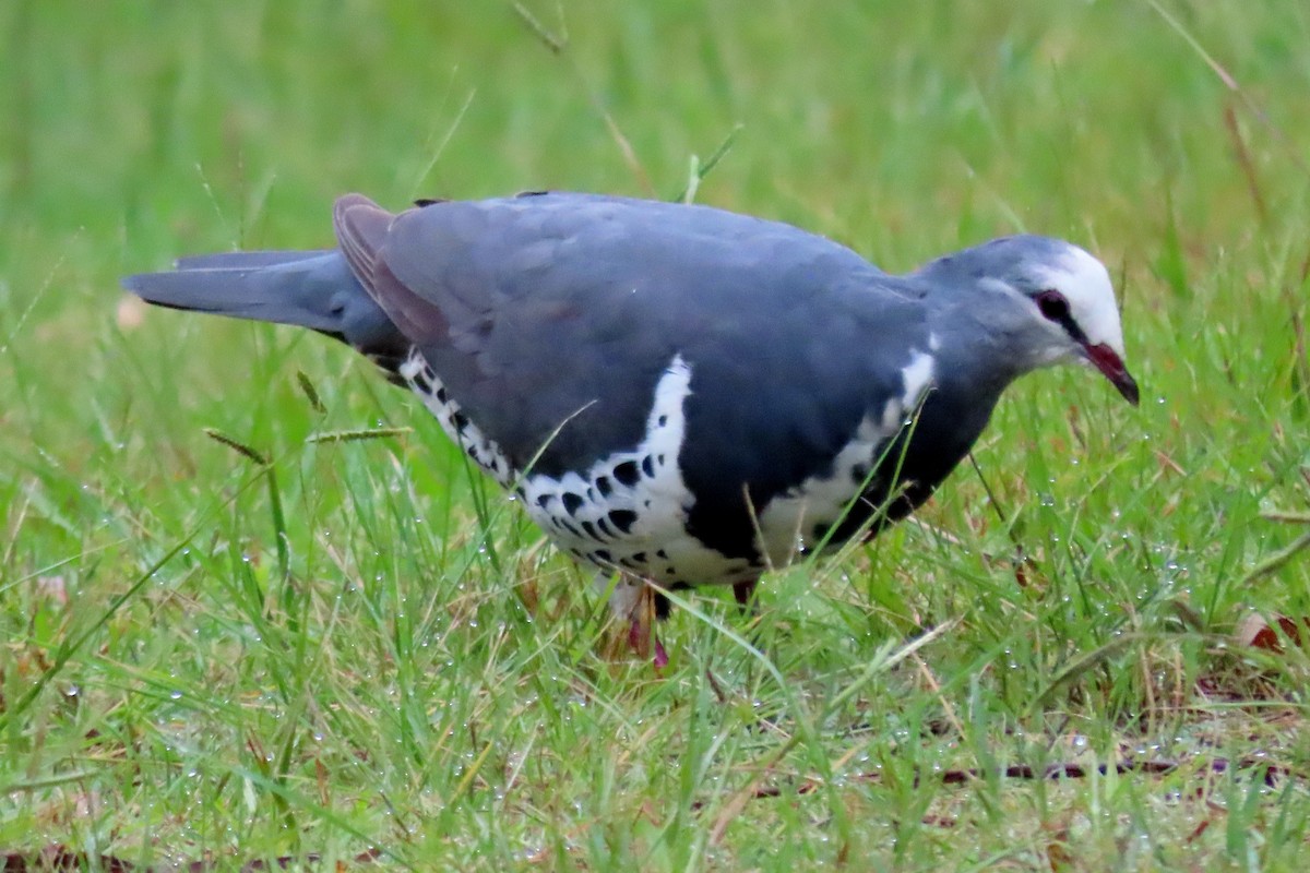 Wonga Pigeon - ML541057681