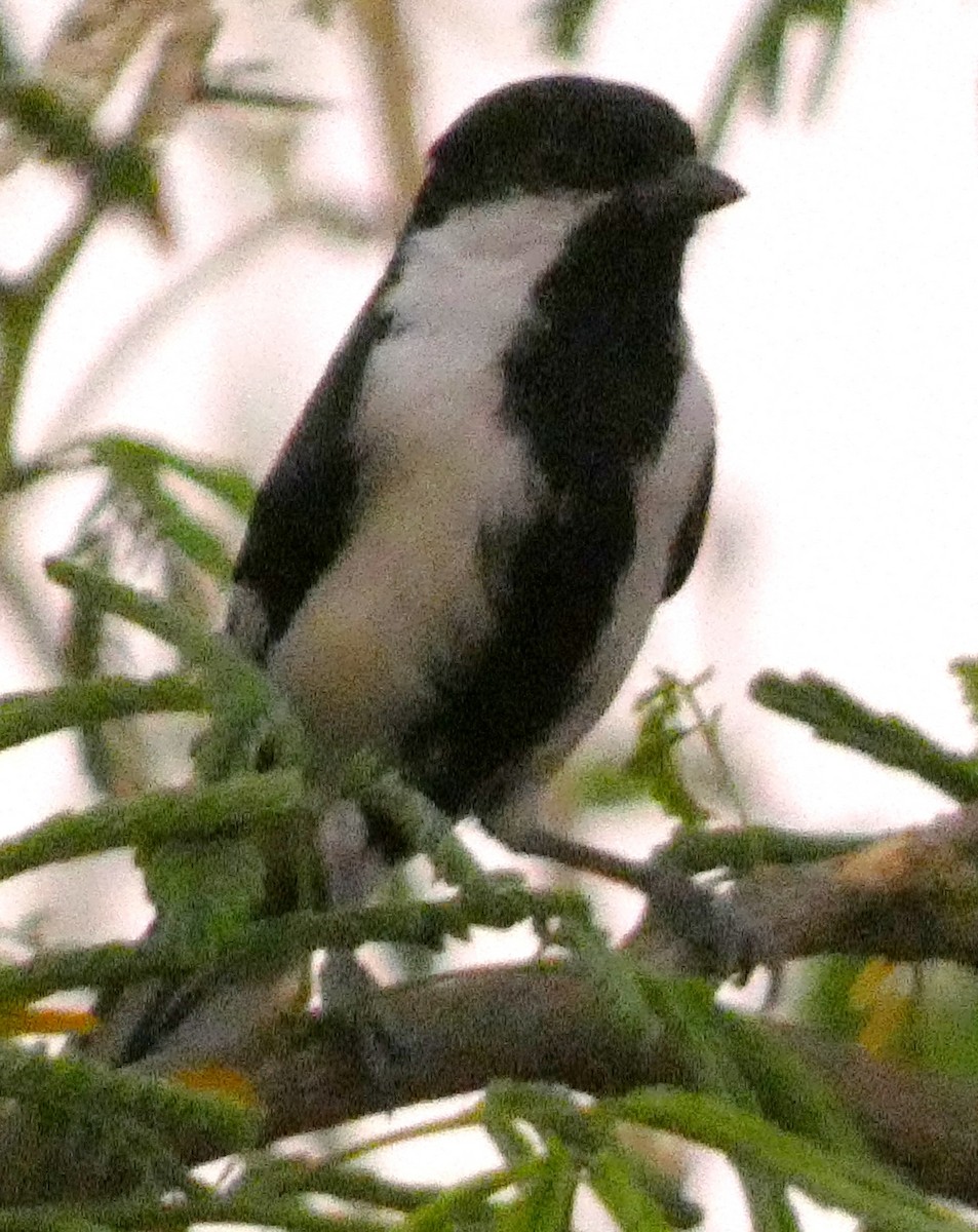 White-naped Tit - ML541057731