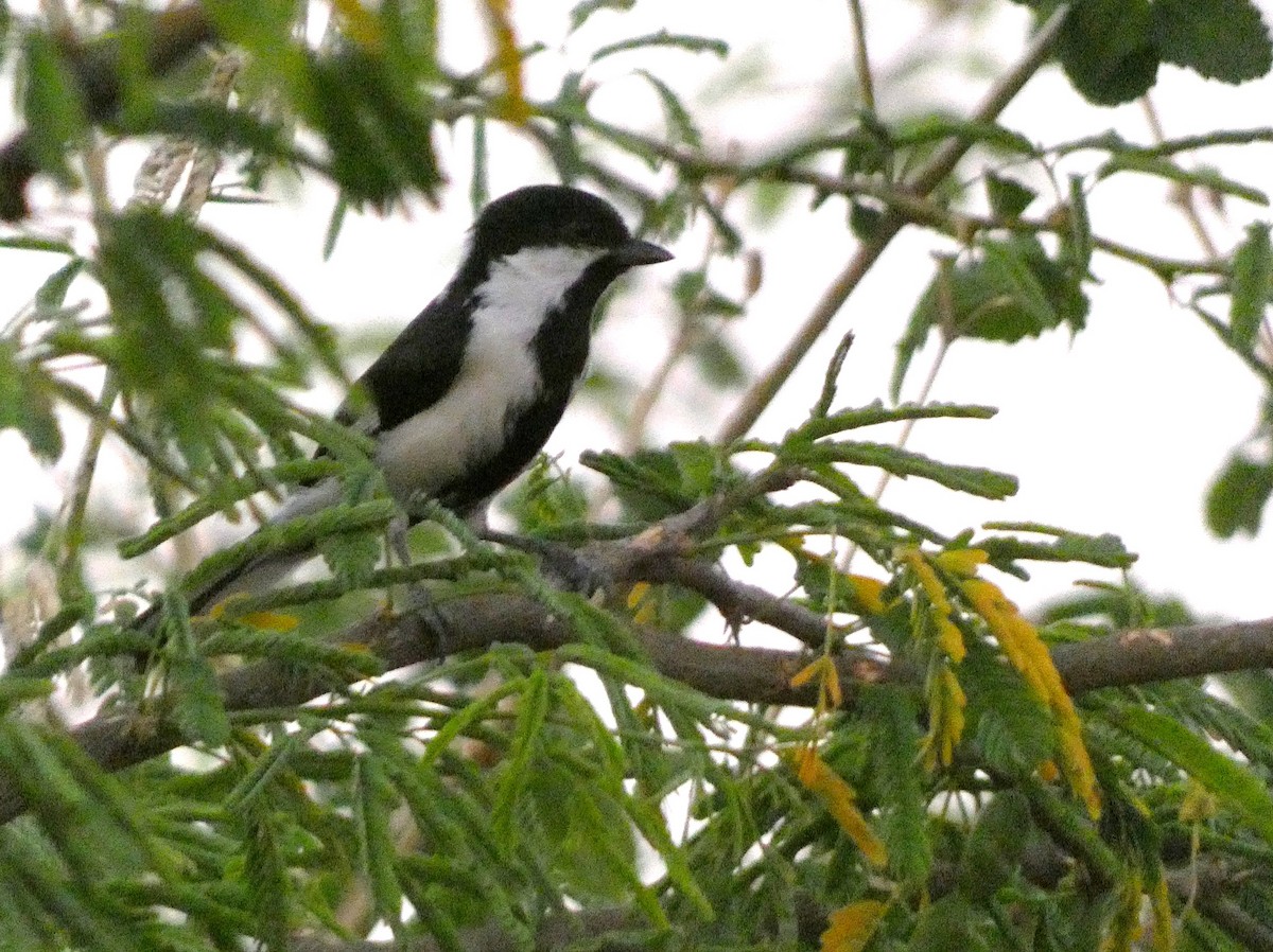 White-naped Tit - ML541057741