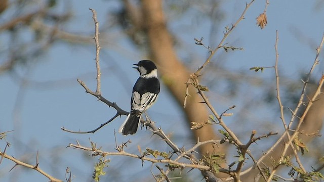 White-naped Tit - ML541057901