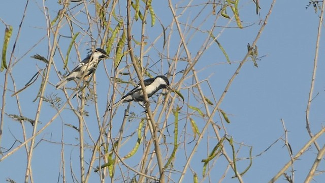 Mésange à ailes blanches - ML541058161