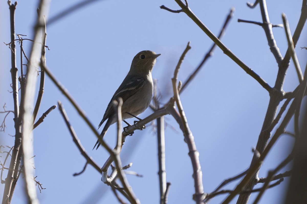 Rougequeue à tête bleue - ML541058181