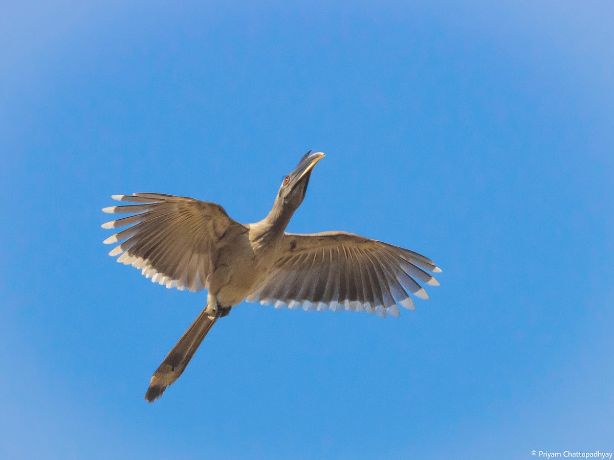 Indian Gray Hornbill - ML541059081