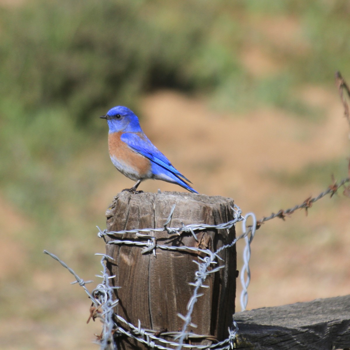 Western Bluebird - Neil Misra