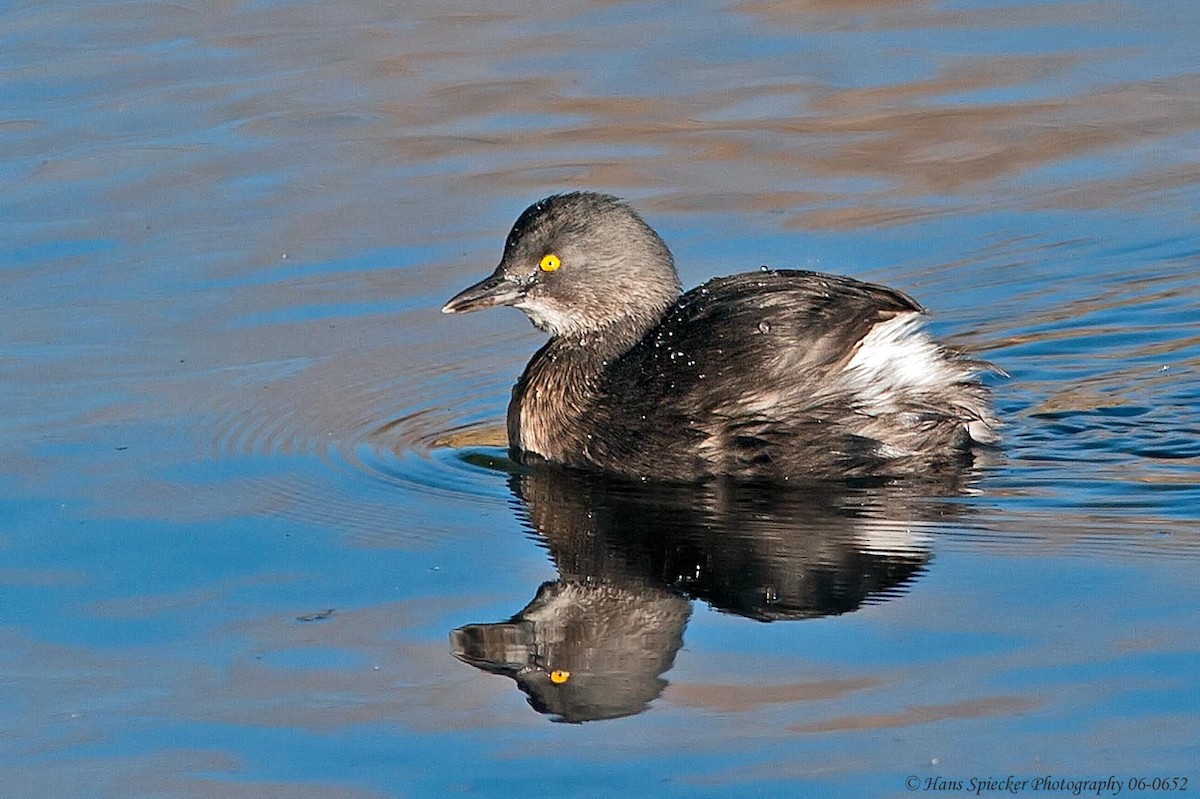 Least Grebe - ML54105961